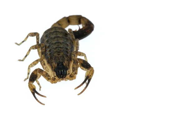 在白色背景上隔离的褐蝎子有毒动物 — 图库照片