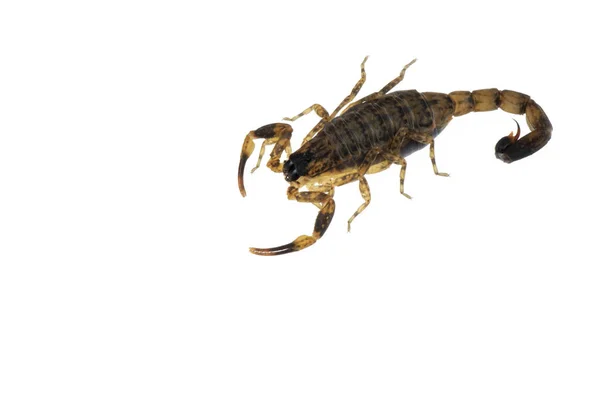 Brown Scorpion Poisonous animals isolated on the white backgroun — 스톡 사진