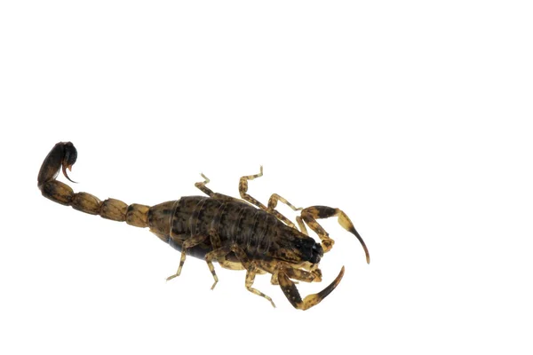 Scorpione bruno Animali velenosi isolati sul fondoschiena bianco — Foto Stock