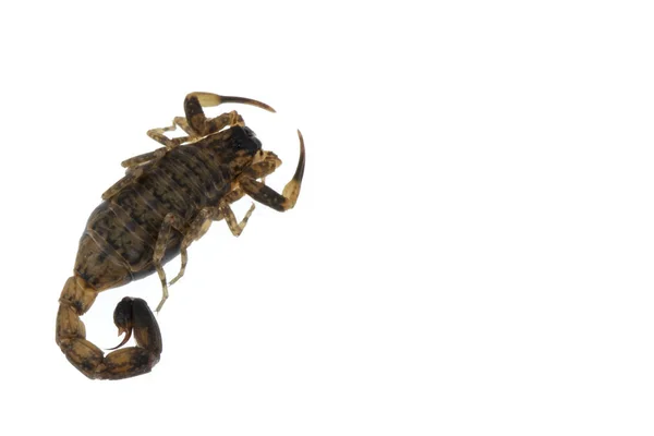 Brauner Skorpion giftige Tiere isoliert auf dem weißen Hintergrund — Stockfoto