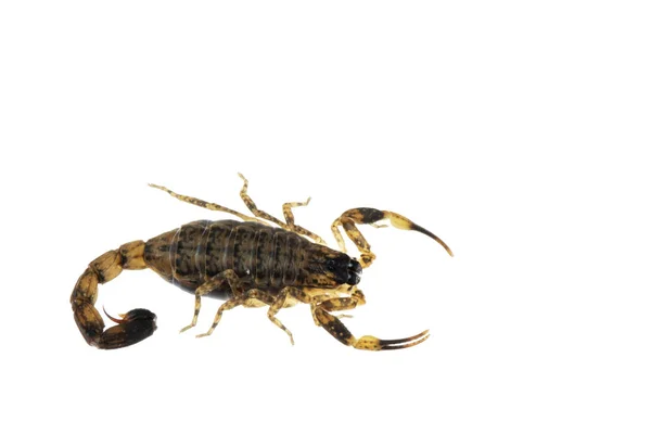Scorpione bruno Animali velenosi isolati sul fondoschiena bianco — Foto Stock