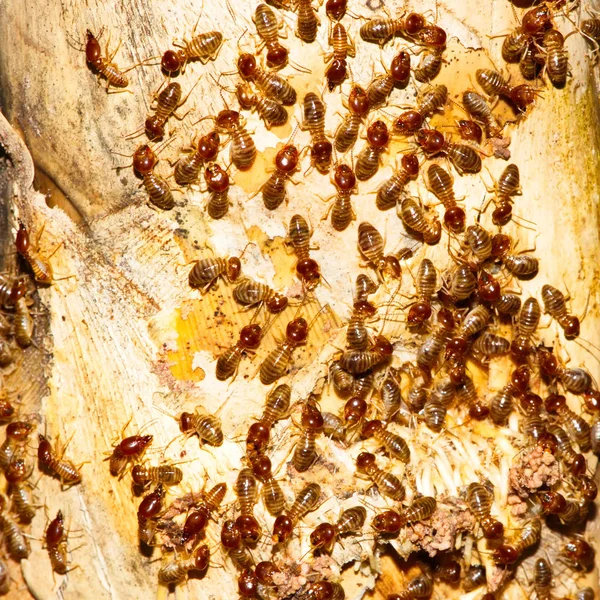 Termite images à la recherche de nourriture sur le sol en bois, Bois destr — Photo