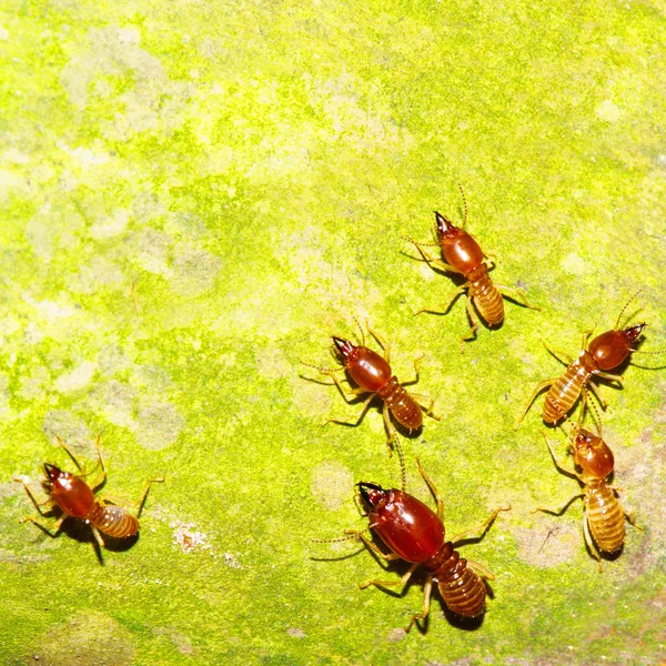 Termite images à la recherche de nourriture sur le sol en bois, Bois destr — Photo