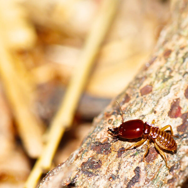 Termite pictures looking for food on the wooden floor, Wood destr
