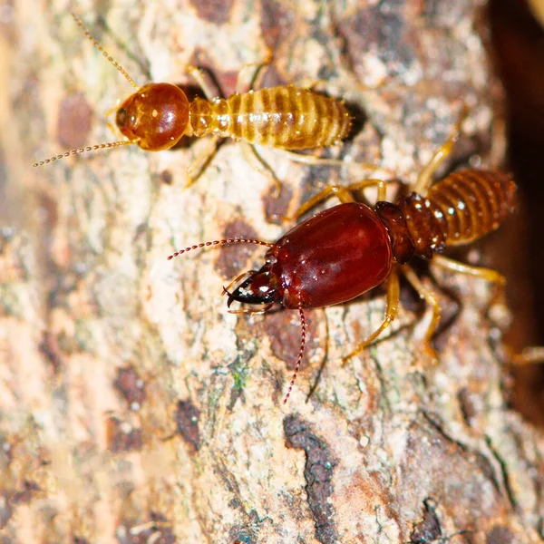 Termite images à la recherche de nourriture sur le sol en bois, Bois destr — Photo