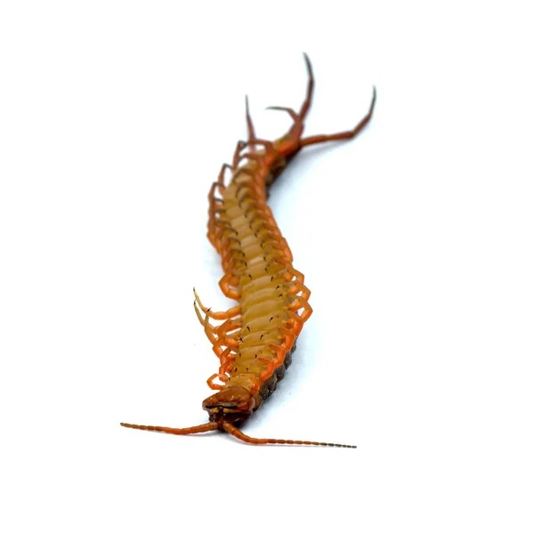 Centipede изолированная фотография на белом фоне — стоковое фото