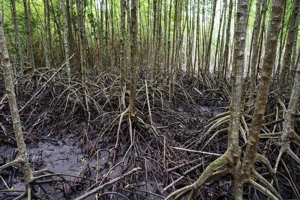 nature sea, mangrove forests, at fertile, Mangrove forests in Th