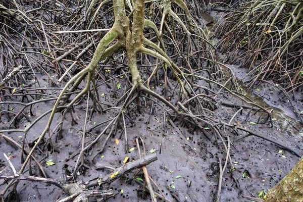 nature sea, mangrove forests, at fertile, Mangrove forests in Th