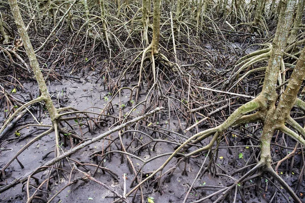 nature sea, mangrove forests, at fertile, Mangrove forests in Th