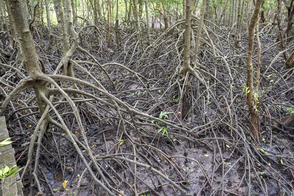 nature sea, mangrove forests, at fertile, Mangrove forests in Th