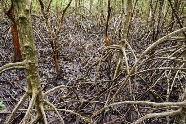 nature sea, mangrove forests, at fertile, Mangrove forests in Th