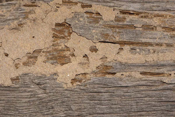Jejak rayap memakan kayu, hewan yang menghancurkan kayu . — Stok Foto