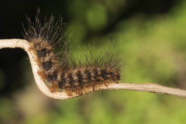 Küçük bir dalda tırtıl turuncu rengi. 