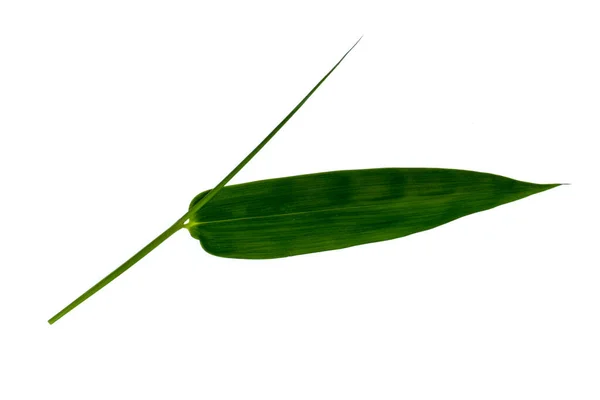 Листя бамбука зелене ізольоване на білому тлі . — стокове фото