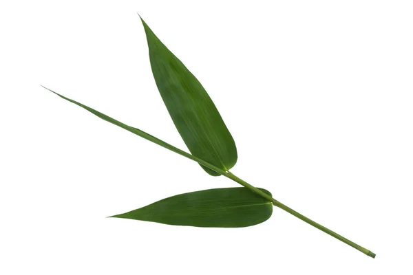 Листя бамбука зелене ізольоване на білому тлі . — стокове фото