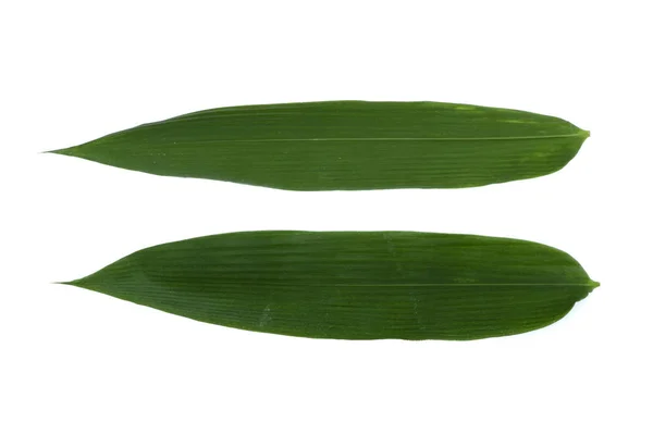 Hojas de bambú verde aislado en blanco el fondo . —  Fotos de Stock