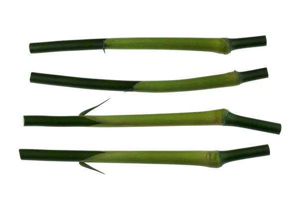 Bambus listy zelené izolované na bílém pozadí. — Stock fotografie