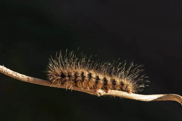 Caterpillar สีส้มบนกิ่งเล็ก ๆ . — ภาพถ่ายสต็อก