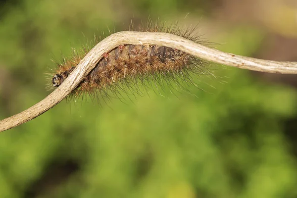 Rups Oranje kleur op een kleine tak. — Stockfoto