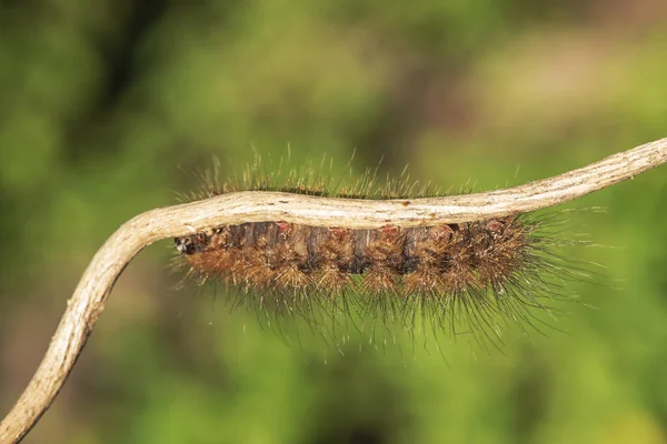 Rups Oranje kleur op een kleine tak. — Stockfoto