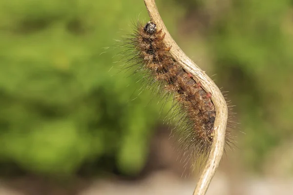 Rups Oranje kleur op een kleine tak. — Stockfoto