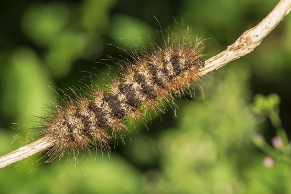Caterpillar Orange color on a small branch. — Stock Photo, Image