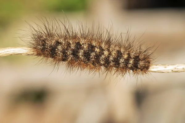 Caterpillar Color naranja en una rama pequeña . — Foto de Stock