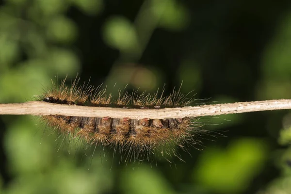 Caterpillar Orange color on a small branch.