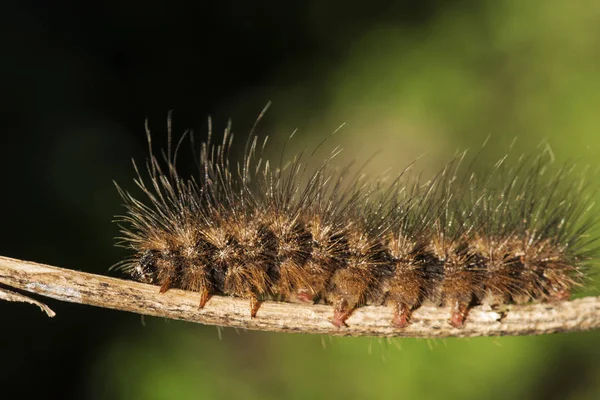 Caterpillar Orange color on a small branch.