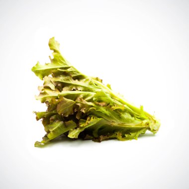 Beyaz arka planda taze Red Oak Marul.