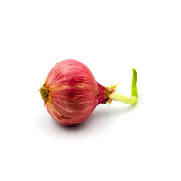 Germinar la cebolla roja aislada sobre el fondo blanco . — Foto de Stock