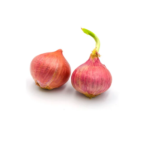 Germinar la cebolla roja aislada sobre el fondo blanco . — Foto de Stock