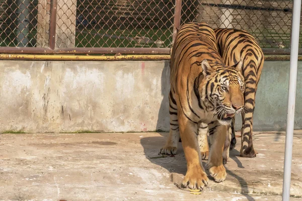 Los Dos Tigres Que Viven Forma Natural Acostados Suelo Cemento —  Fotos de Stock