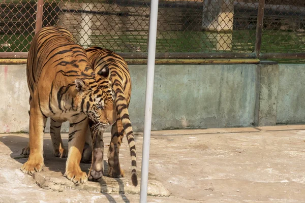 Two Tiger Does Live Naturally Lying Cement Floor Showing Various — Stock Photo, Image