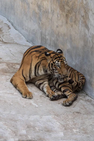 Grande Tigre Macho Que Não Vive Naturalmente Deitado Chão Cimento — Fotografia de Stock