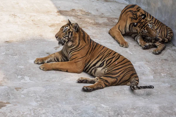 The two tiger that does not live naturally,lying on the cement floor,Showing various gestures.