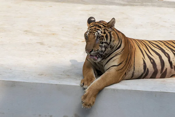 Gran Tigre Macho Que Vive Forma Natural Acostado Suelo Cemento — Foto de Stock