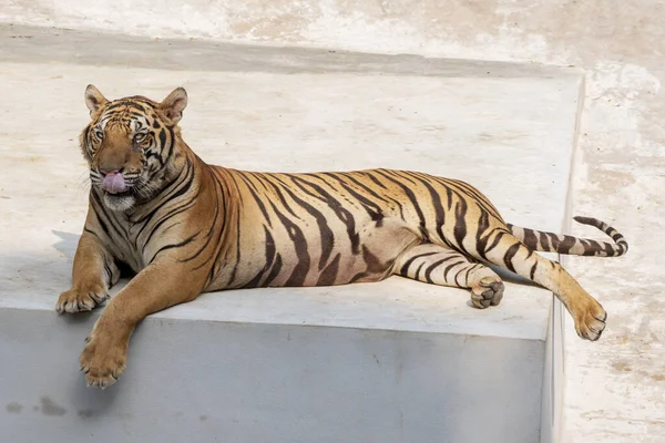 Great Male Tiger Does Live Naturally Lying Cement Floor Showing — Stock Photo, Image
