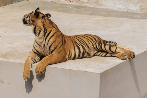 Μεγάλος Αρσενικός Τίγρης Που Δεν Ζει Φυσιολογικά Ξαπλωμένος Στο Τσιμεντένιο — Φωτογραφία Αρχείου