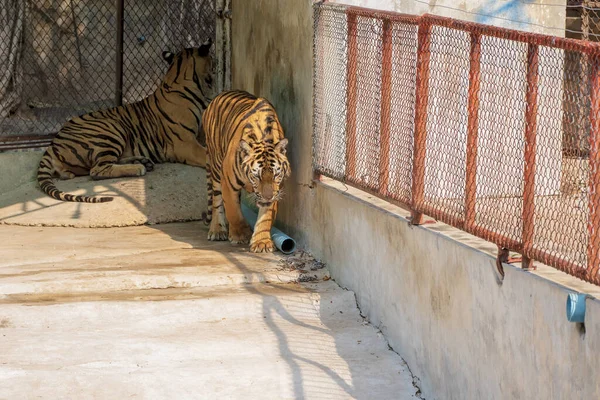 The two tiger that does not live naturally,lying on the cement floor,Showing various gestures.