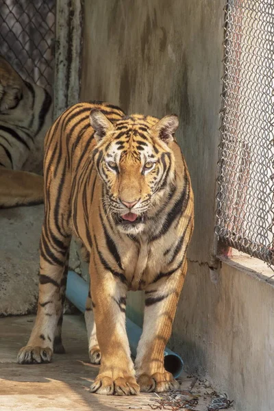 Great Male Tiger Does Live Naturally Lying Cement Floor Showing — Stock Photo, Image