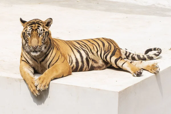 Great Male Tiger Does Live Naturally Lying Cement Floor Showing — Stock Photo, Image