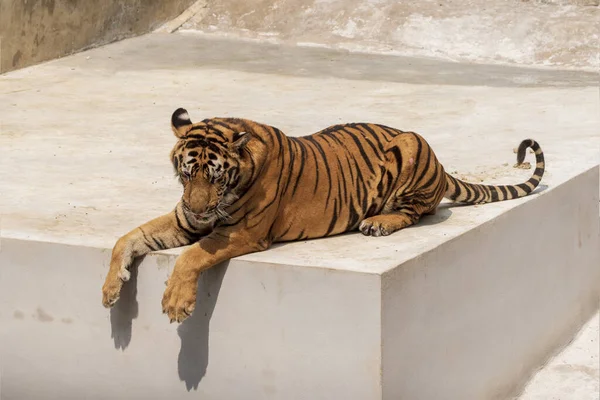 Great Male Tiger Does Live Naturally Lying Cement Floor Showing — Stock Photo, Image