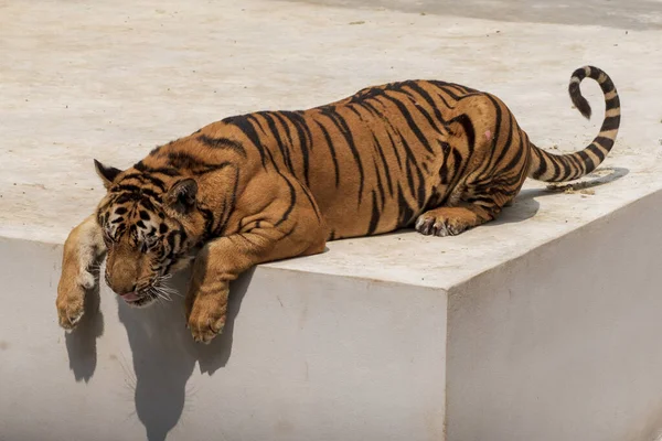 Μεγάλος Αρσενικός Τίγρης Που Δεν Ζει Φυσιολογικά Ξαπλωμένος Στο Τσιμεντένιο — Φωτογραφία Αρχείου