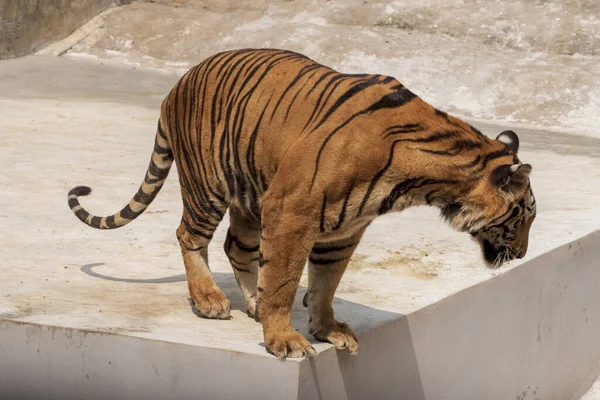 Grande Tigre Macho Que Não Vive Naturalmente Deitado Chão Cimento — Fotografia de Stock