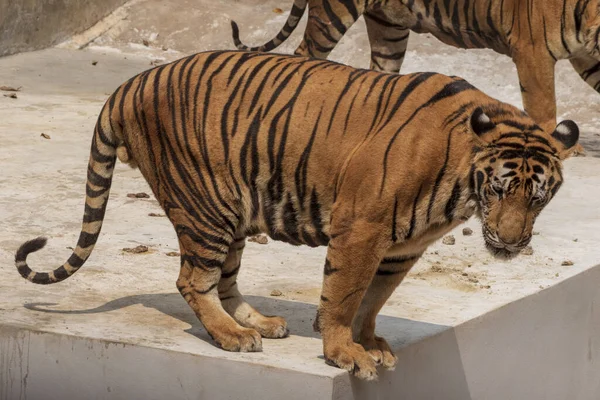 Gran Tigre Macho Que Vive Forma Natural Acostado Suelo Cemento — Foto de Stock