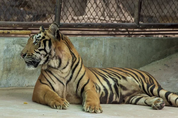 Gran Tigre Macho Que Vive Forma Natural Acostado Suelo Cemento — Foto de Stock