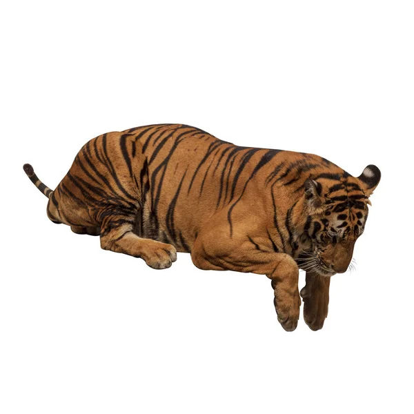 Velký Samec Tygr Který Nežije Přirozeně Izolovaný Bílého Pozadí Ukazuje — Stock fotografie