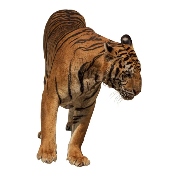 Harimau Jantan Besar Yang Tidak Hidup Secara Alami Terisolasi Dari — Stok Foto