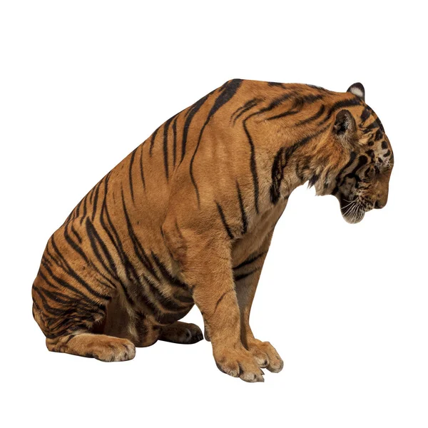 Velký Samec Tygr Který Nežije Přirozeně Izolovaný Bílého Pozadí Ukazuje — Stock fotografie